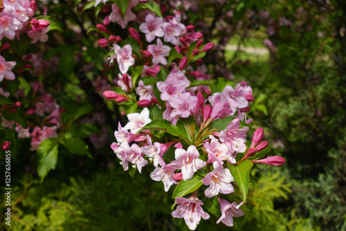 Wallpaper Mural Tender pink flowers and buds of Weigela florida in mid May Torontodigital.ca
