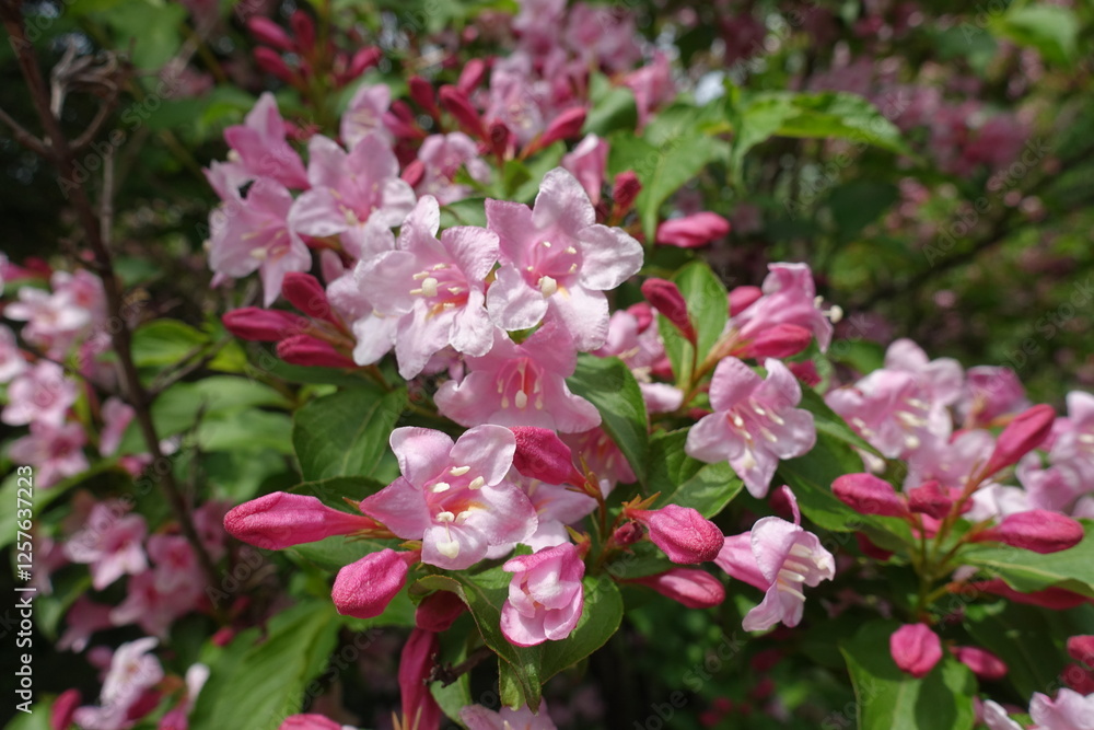 Vibrant pink flowers of Weigela florida in mid May Vibrant pink flowers of Weigela florida in mid May