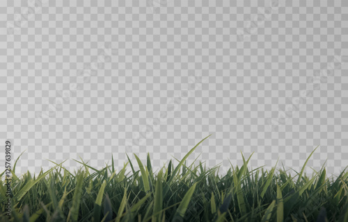 Vector grass, lawn. Grasses png, lawn png. Young green grass. Grass border, vector illustration.