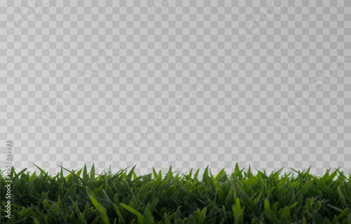 Vector grass, lawn. Grasses png, lawn png. Young green grass. Grass border, vector illustration.