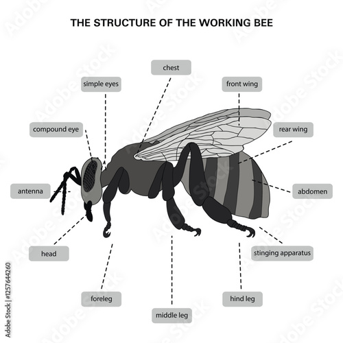 The structure of the working bee. Monochrome illustration in gray color