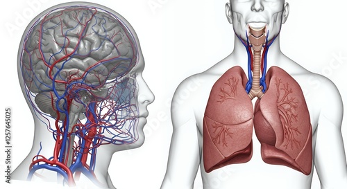 Human anatomy illustration showing brain and lungs vascular system photo