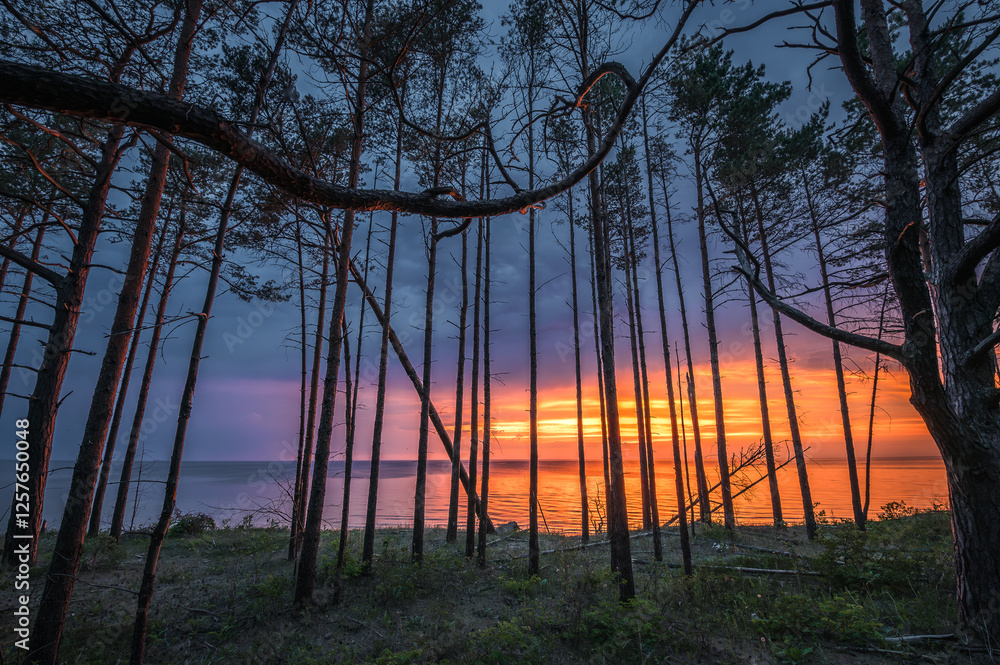 Colorful sunset over the Baltic sea. Dramatic storm clouds in vivid sunset colors. Sandy coast line with pine forest