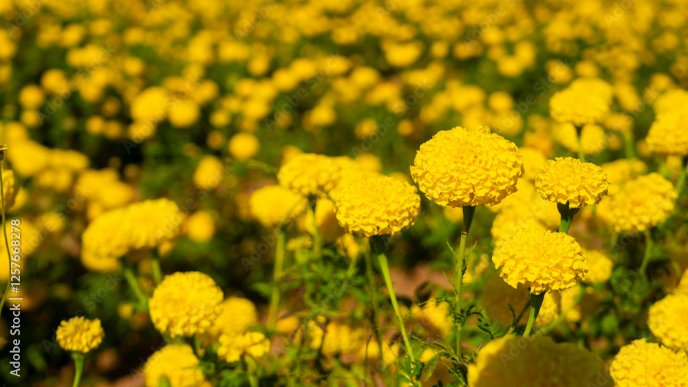 Bright Yellow Marigold Flowers in a Vibrant Field Under Clear Sky Bright Yellow Marigold Flowers in a Vibrant Field Under Clear Sky