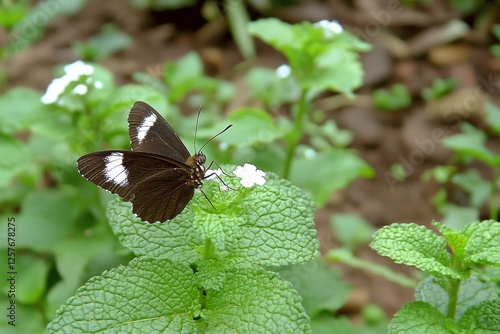 DE, NRW, Opladen, 16.04.2022, Satyrium w-album, Ulmen-Zipfelfalter photo