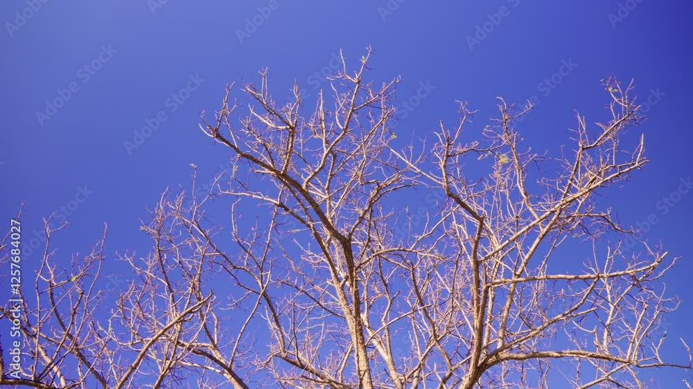 Twisted branches against a clear blue sky in winter Twisted branches against a clear blue sky in winter