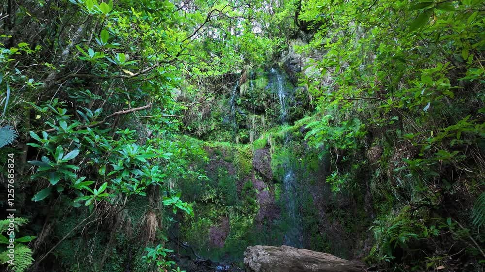 Small Waterfall Surrounded by Lush Green Vegetation, Madeira Island, Portugal Small Waterfall Surrounded by Lush Green Vegetation, Madeira Island, Portugal