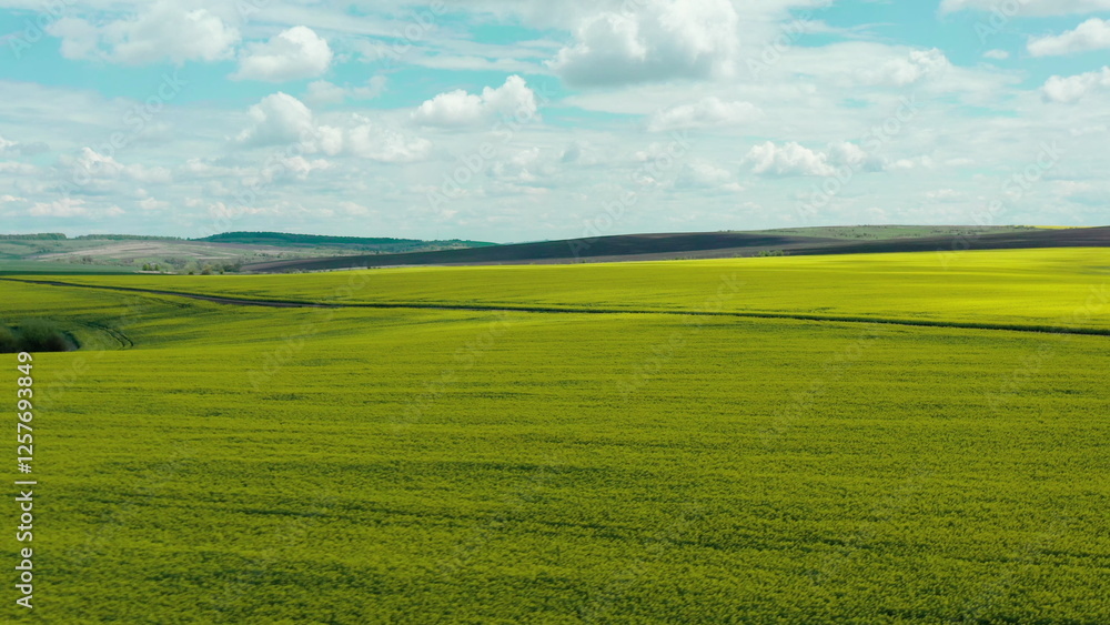 Beautiful rapeseed fields in full bloom, stretching across the horizon in vibrant shades of yellow. The breathtaking views highlight the natural beauty, agricultural charm and peaceful rural landscape Beautiful rapeseed fields in full bloom, stretching across the horizon in vibrant shades of yellow. The breathtaking views highlight the natural beauty, agricultural charm and peaceful rural landscape