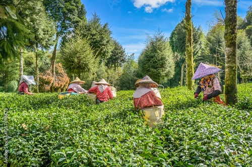 Frauen ernten Tee, Oolong Tee, Teefeld im Zhuqi Township südwestlich von Alishan, Chiayi County, Taiwan