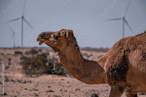 Fototapeta samoprzylepna Wielbłąd