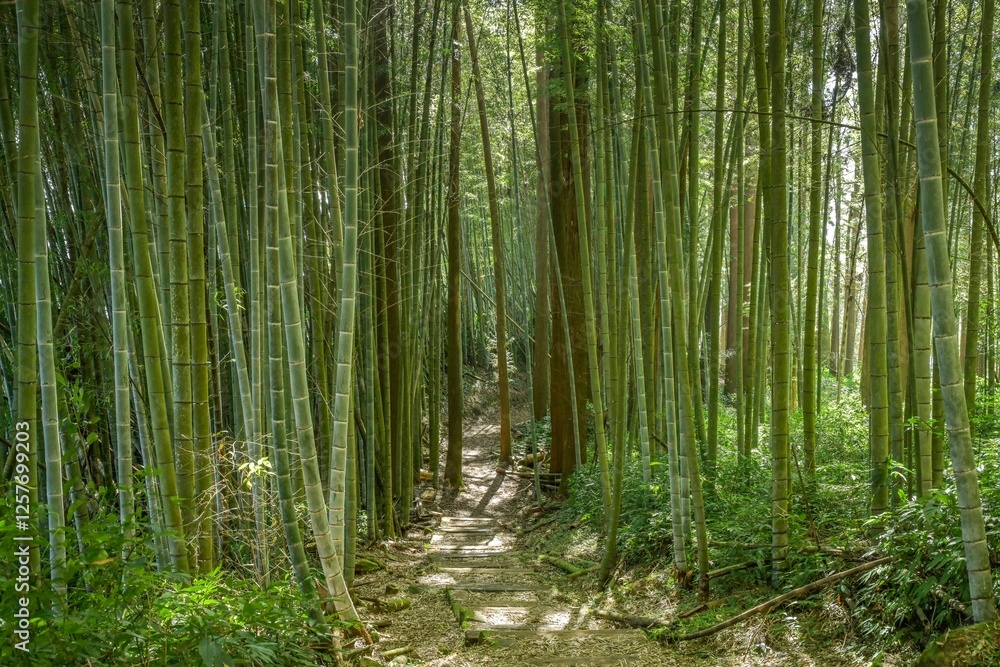 Naklejka premium Bambuswald, Wanderweg Cloud trail, Berglandschaft im Zhuqi Township südwestlich von Alishan, Chiayi County, Taiwan