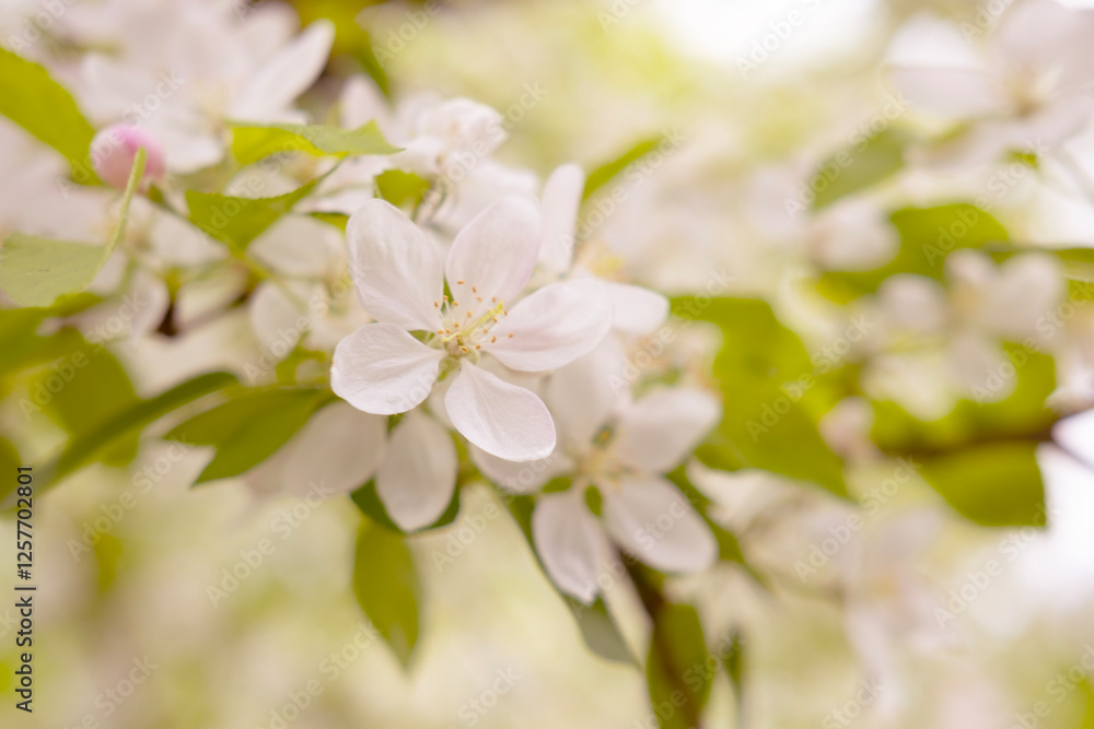 Close-up white Blooming apple tree blossoms. Fresh spring flowers. Perfect for spring themes and backgrounds, for web design and advertising Close-up white Blooming apple tree blossoms. Fresh spring flowers. Perfect for spring themes and backgrounds, for web design and advertising