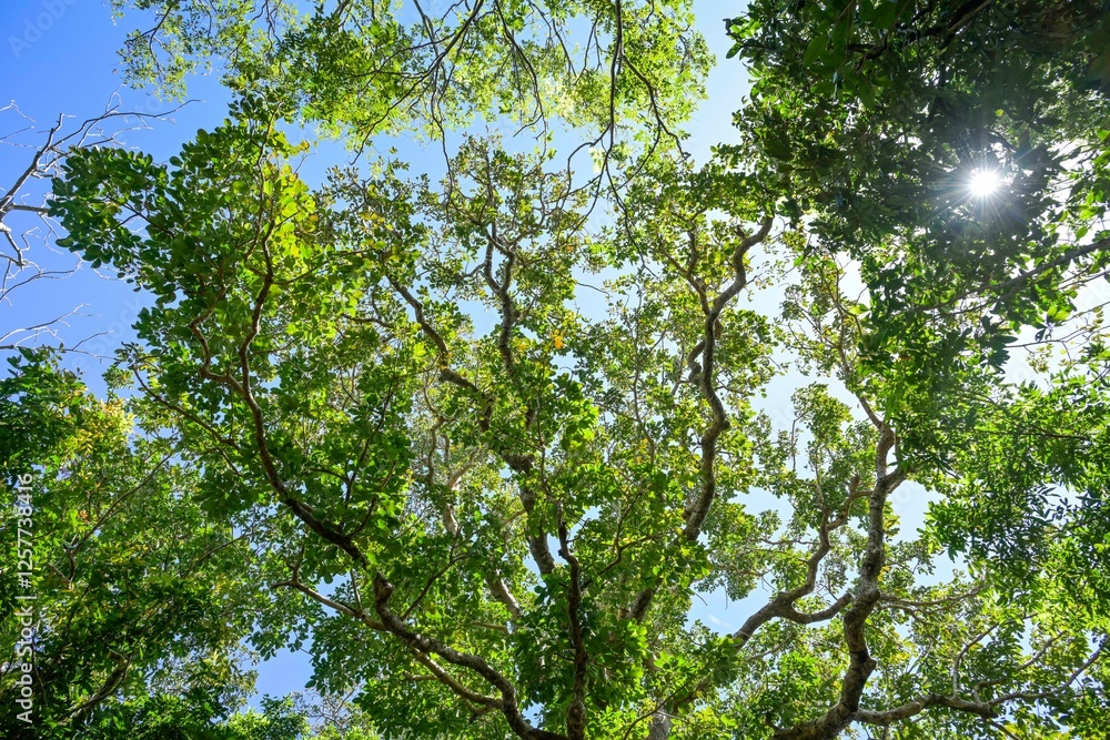 Baumwipfel im Kenting National Forest Recreation Area, Kenting, Hengchun Township, Landkreis Pingtung, Taiwan