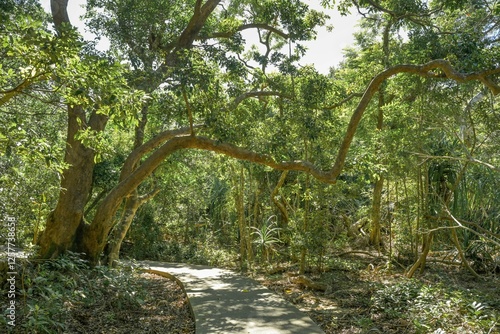 Wanderweg Seavie Boulevard, Kenting National Forest Recreation Area, Kenting, Hengchun Township, Landkreis Pingtung, Taiwan photo