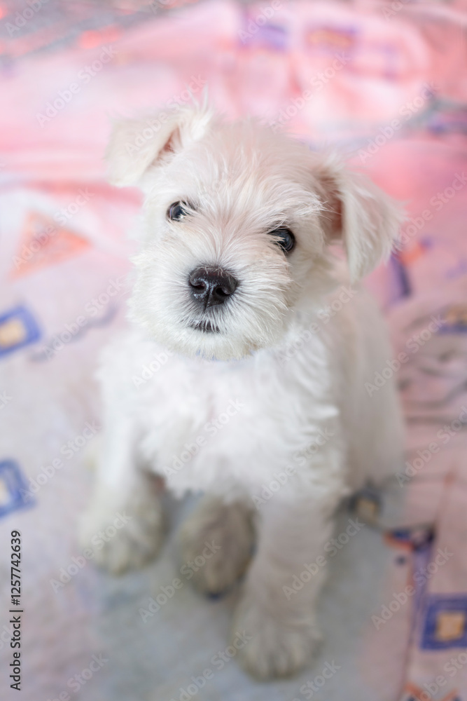 Portrait of a tiny cute white miniature schnauzer puppy posing Portrait of a tiny cute white miniature schnauzer puppy posing