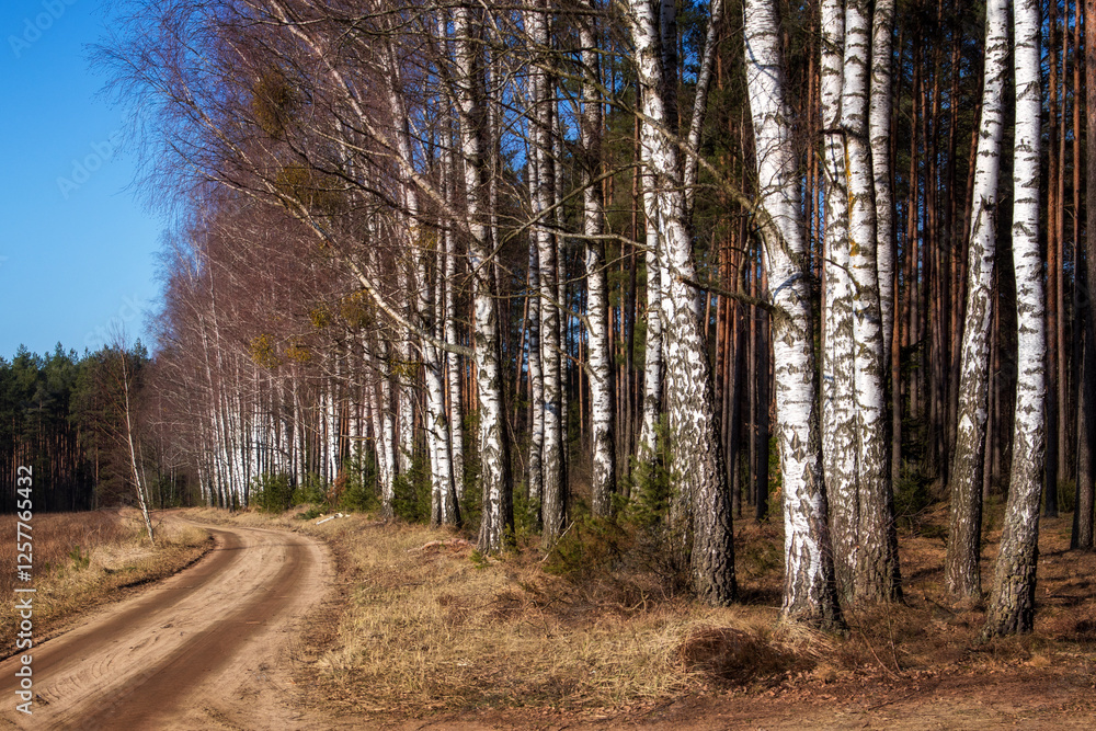 Łagodna i sucha zima w Puszczy Knyszyńskiej, Podlasie, Polska