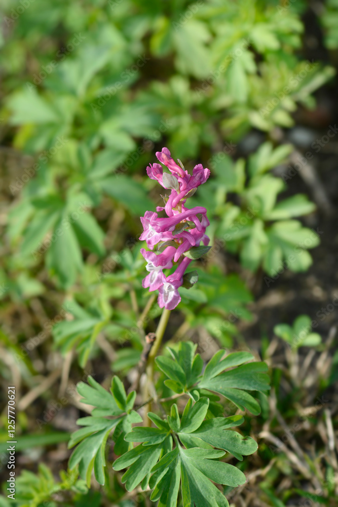 Hollowroot flowers