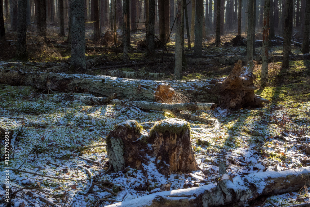Łagodna i sucha zima w Puszczy Knyszyńskiej, Podlasie, Polska