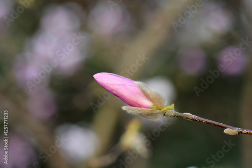 Star magnolia flpwer bud photo