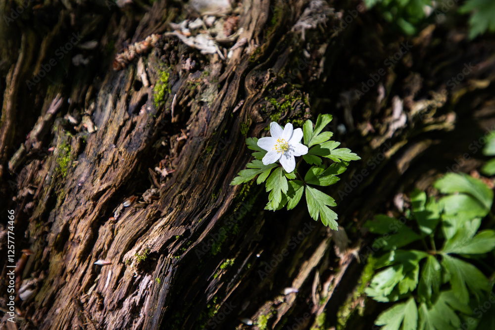 White anemone flower. White flowers in the forest. Spring flowers White anemone flower. White flowers in the forest. Spring flowers