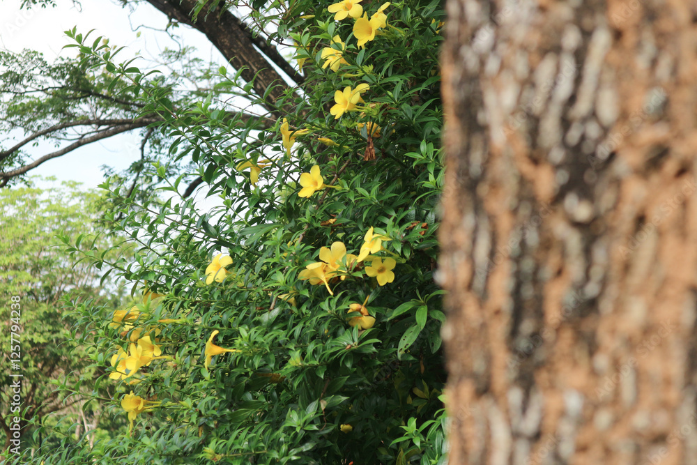 Silva manso flower or Tabebuia aurea, handroanthus serratifolius.