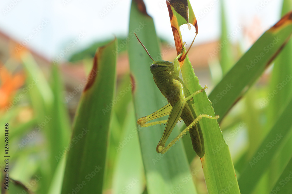 Fototapeta premium Green grasshopper herbivorous insects from the suborder Caelifera in the order orthoptera
