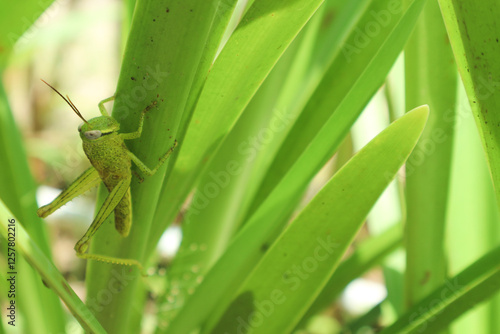 Photos Green grasshopper herbivorous insects from the suborder Caelifera in the order o