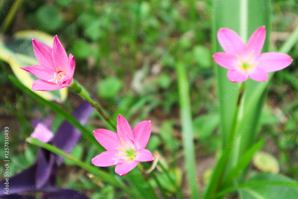 Pink rain lily (Fairy Lily, Zephyranthes rosea) flower spring, summer,nature background. Pink rain lily (Fairy Lily, Zephyranthes rosea) flower spring, summer,nature background.