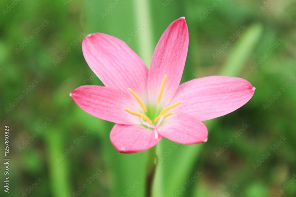 Pink rain lily (Fairy Lily, Zephyranthes rosea) flower spring, summer,nature background. Pink rain lily (Fairy Lily, Zephyranthes rosea) flower spring, summer,nature background.