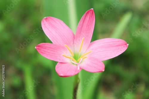 Pink rain lily (Fairy Lily, Zephyranthes rosea) flower spring, summer,nature background. photo