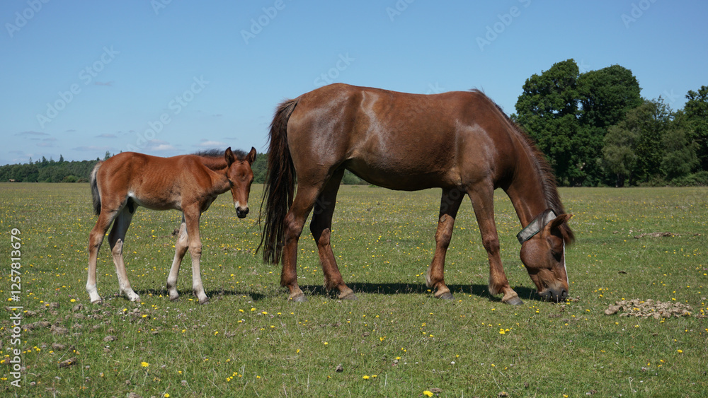 mother and young horse in the New Forest National Park in Hampshire England. Free roaming wild horses mother and young horse in the New Forest National Park in Hampshire England. Free roaming wild horses