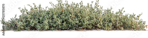 4 top views of green bushes isolated on a white background, PNG file.  photo