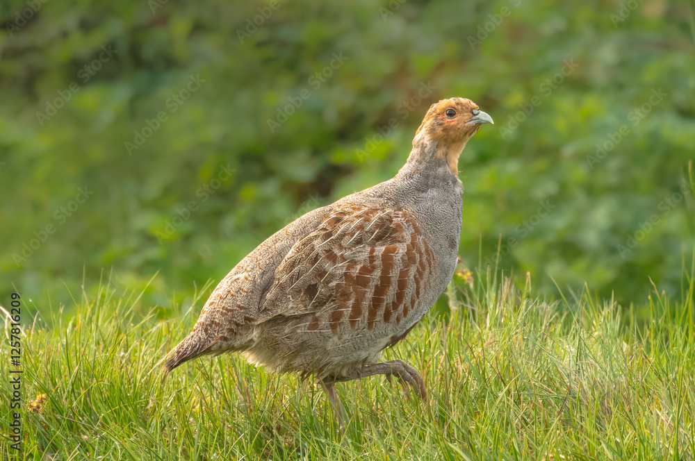 Grey partridge, Scientific name: Perdix Perdix. Close up of a male Grey or English partridge on managed grouse moorland. Facing right in natural habitat. Taken with long lens, car window and beanbag Grey partridge, Scientific name: Perdix Perdix. Close up of a male Grey or English partridge on managed grouse moorland. Facing right in natural habitat. Taken with long lens, car window and beanbag