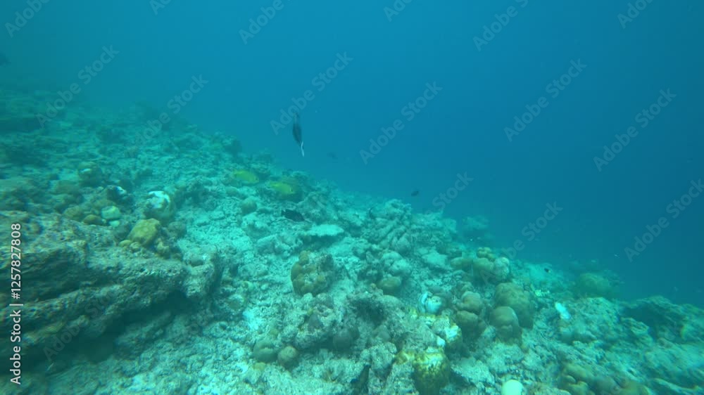 A living reef with different fish and corals. In places, the fish are colored, black and white, yellow, flocks and many others. The boundary of the island's reef and the open ocean. Colored corals A living reef with different fish and corals. In places, the fish are colored, black and white, yellow, flocks and many others. The boundary of the island's reef and the open ocean. Colored corals