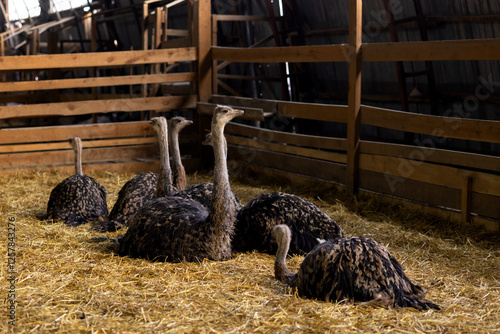 Several young African black ostriches lie in a pen in winter photo