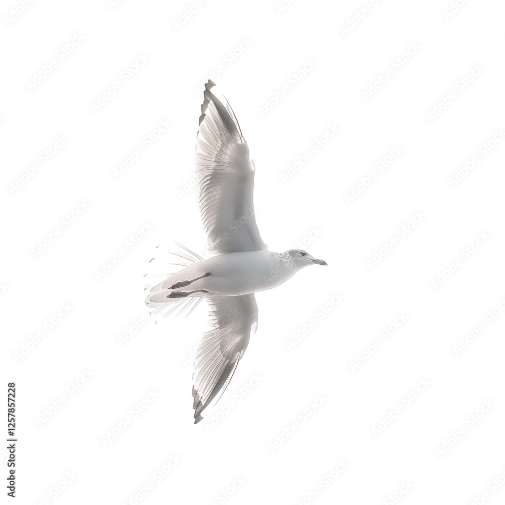 Obraz premium Seagull in Flight