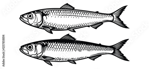 A Sardine Fish vector and  silhouette on a white background 