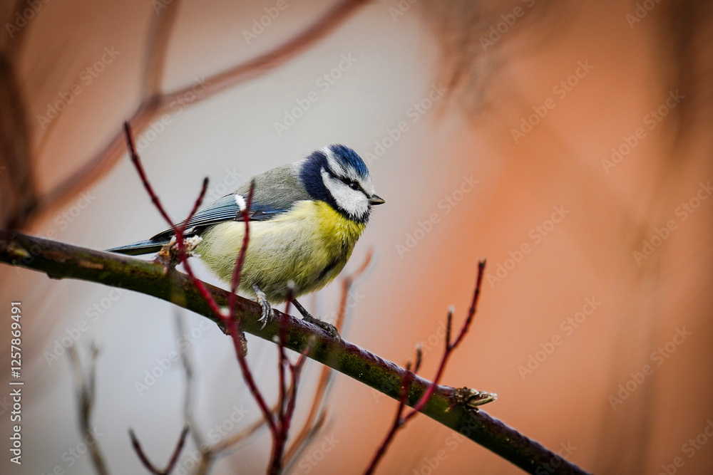 Blaumeise Blaumeise