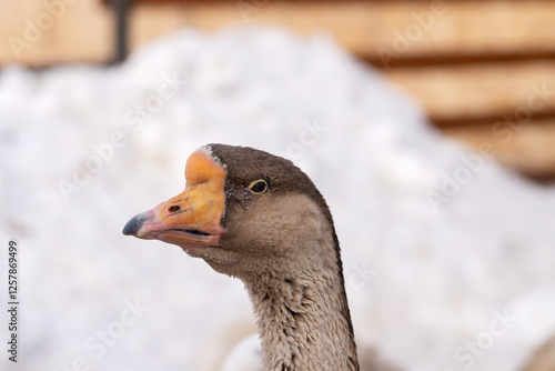 Schilderij op canvas On a white background, the head of a beige goose with an orange beak and an excr