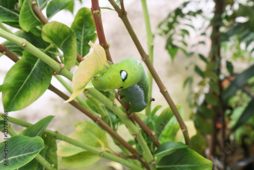 Jasmine leaf caterpillar is a large caterpillar. The caterpillar eats green leaves gustily. Spicebush Swallowtail Butterfly Caterpillar photo