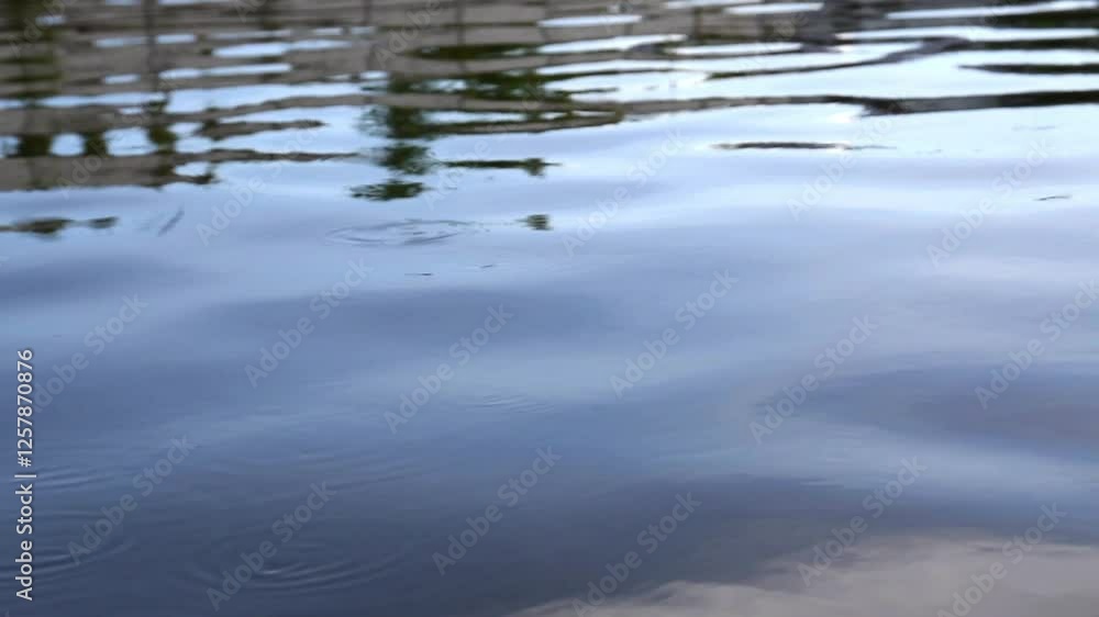 wave on water surface with tiny ripple caused by little insect walking, water striders or pond skaters moving on lake surface wave on water surface with tiny ripple caused by little insect walking, water striders or pond skaters moving on lake surface