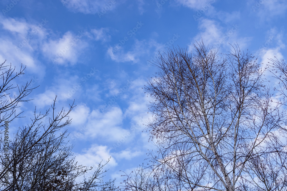 Blue sky with small fluffy clouds . Bare tree branches in winter Blue sky with small fluffy clouds . Bare tree branches in winter
