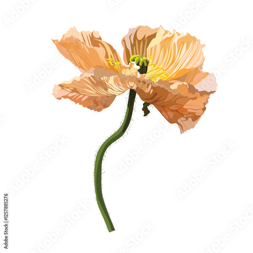Vintage floral illustration. Flowers Poppies head in orange creamy color.