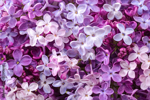 Obraz na płótnie Floral background of tiny flowers of Lilac. Flat lay. Top view. Selective focus. w salonie