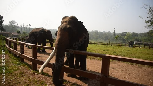 Dubare elephant camp, Rangasamudra , Coorg, Karnataka, India