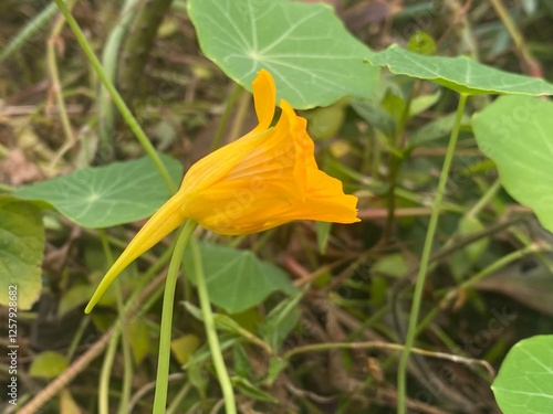 flowers,plants,nature,white,mix color,color