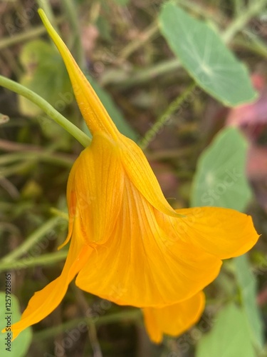 flowers,plants,nature,white,mix color,color