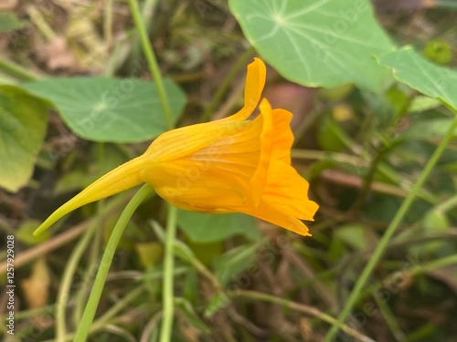 flowers,plants,nature,white,mix color,color