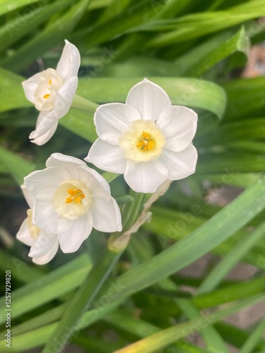 flowers,plants,nature,white,mix color,color