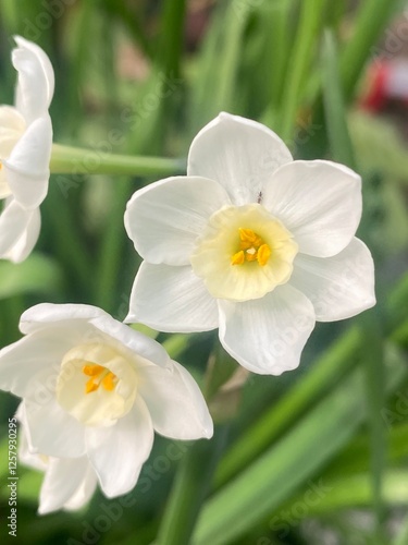 flowers,plants,nature,white,mix color,color